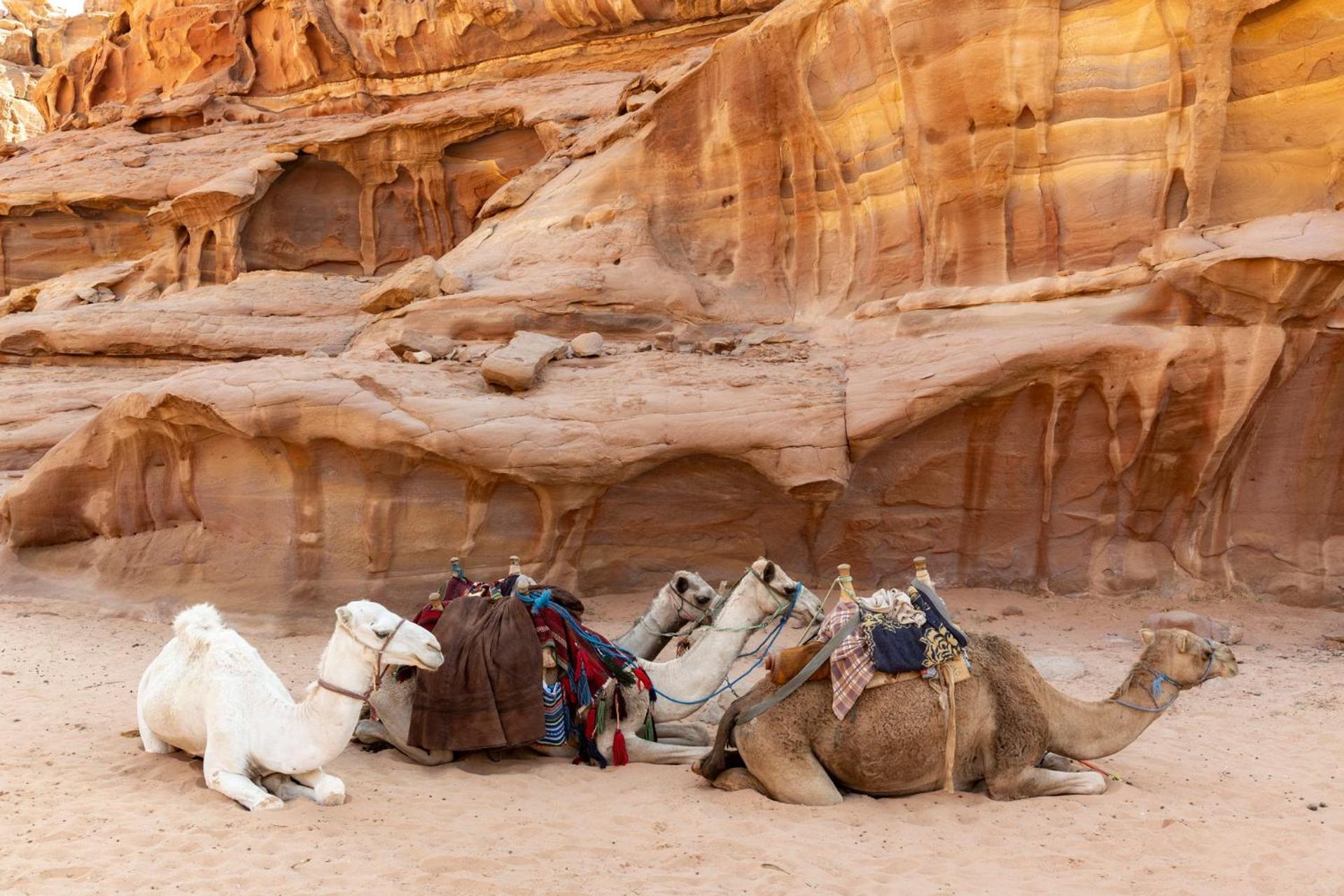 Wadi Rum Camp & Jeep Tour Kültér fotó