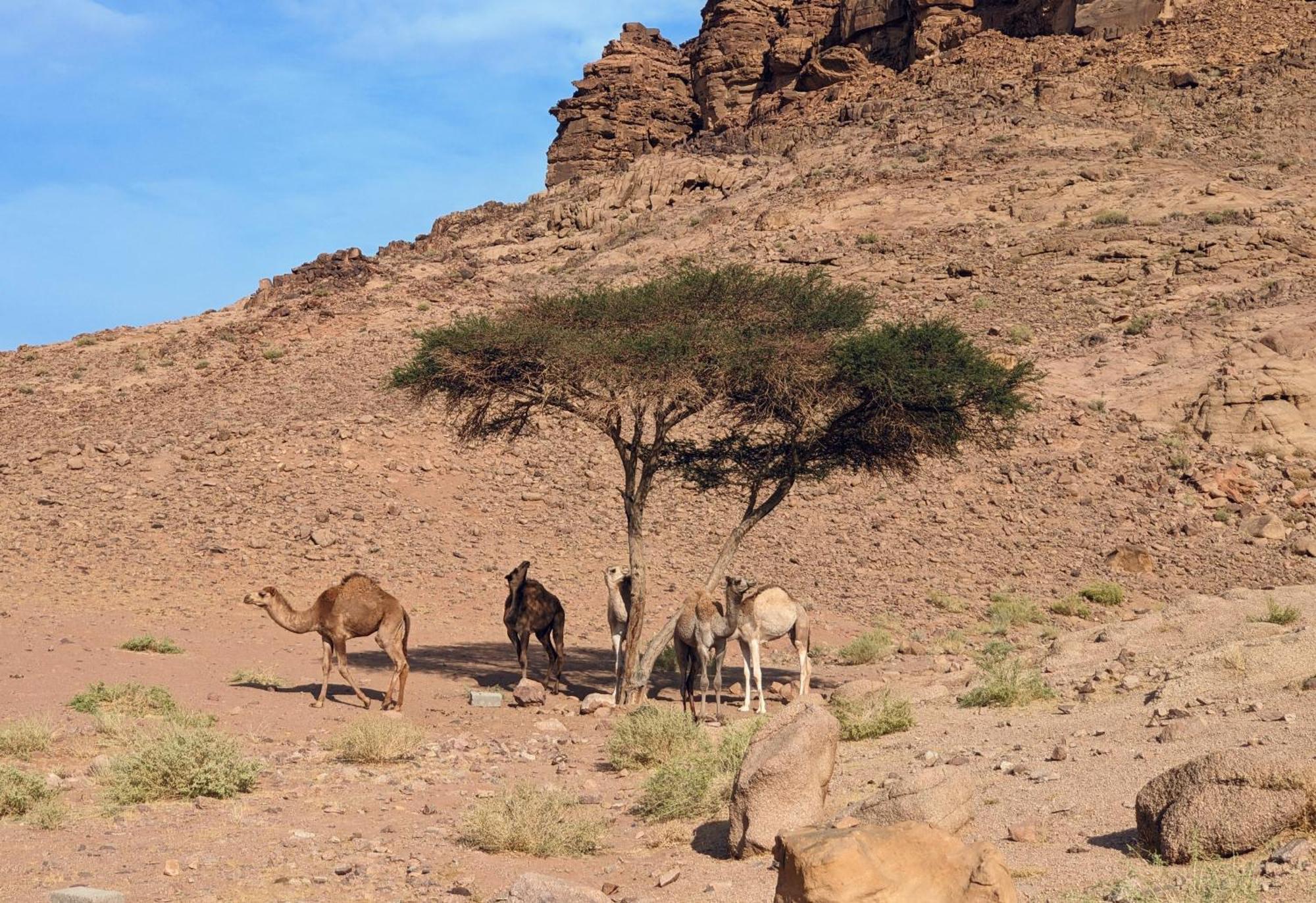Wadi Rum Camp & Jeep Tour Kültér fotó